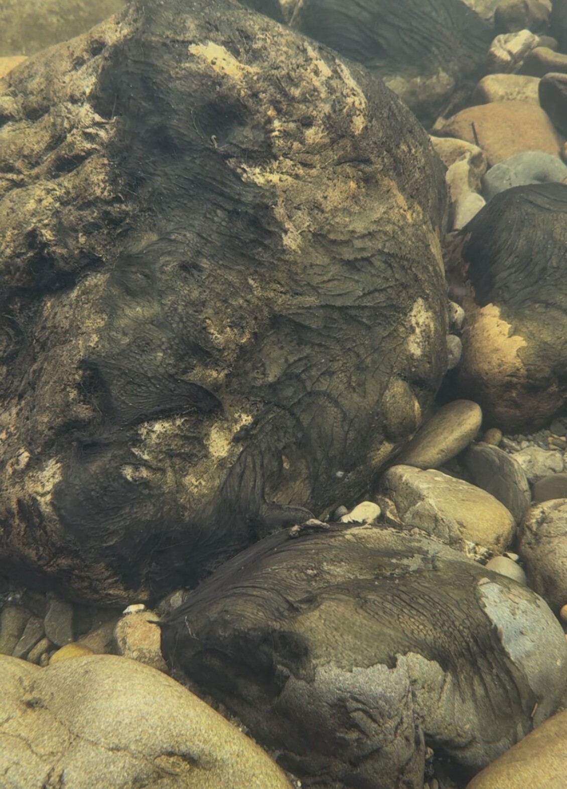 Toxic algae under the water; dark brown-green mats clinging to rocks