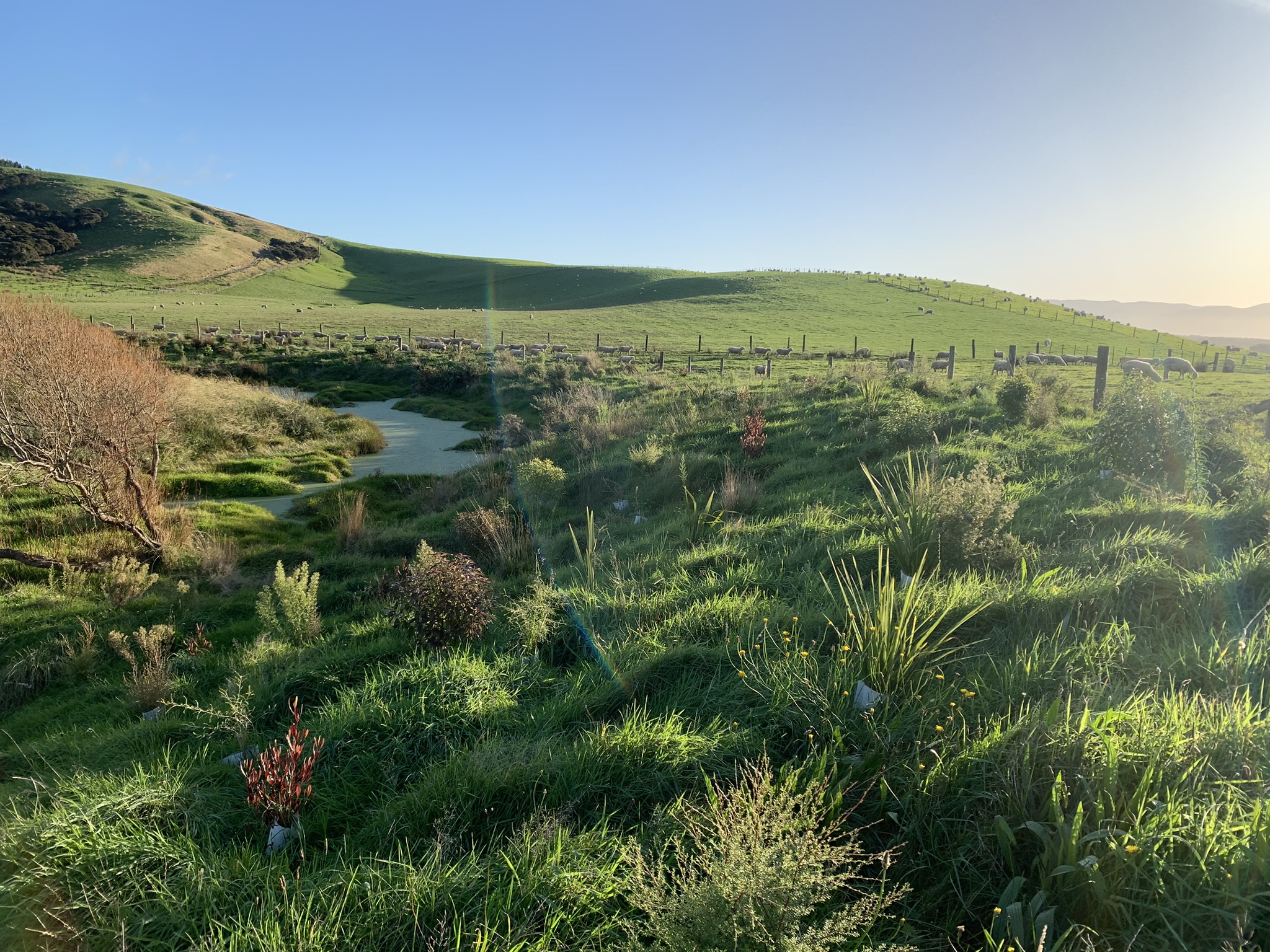 A view of a sheep pasture, with a river in the foreground