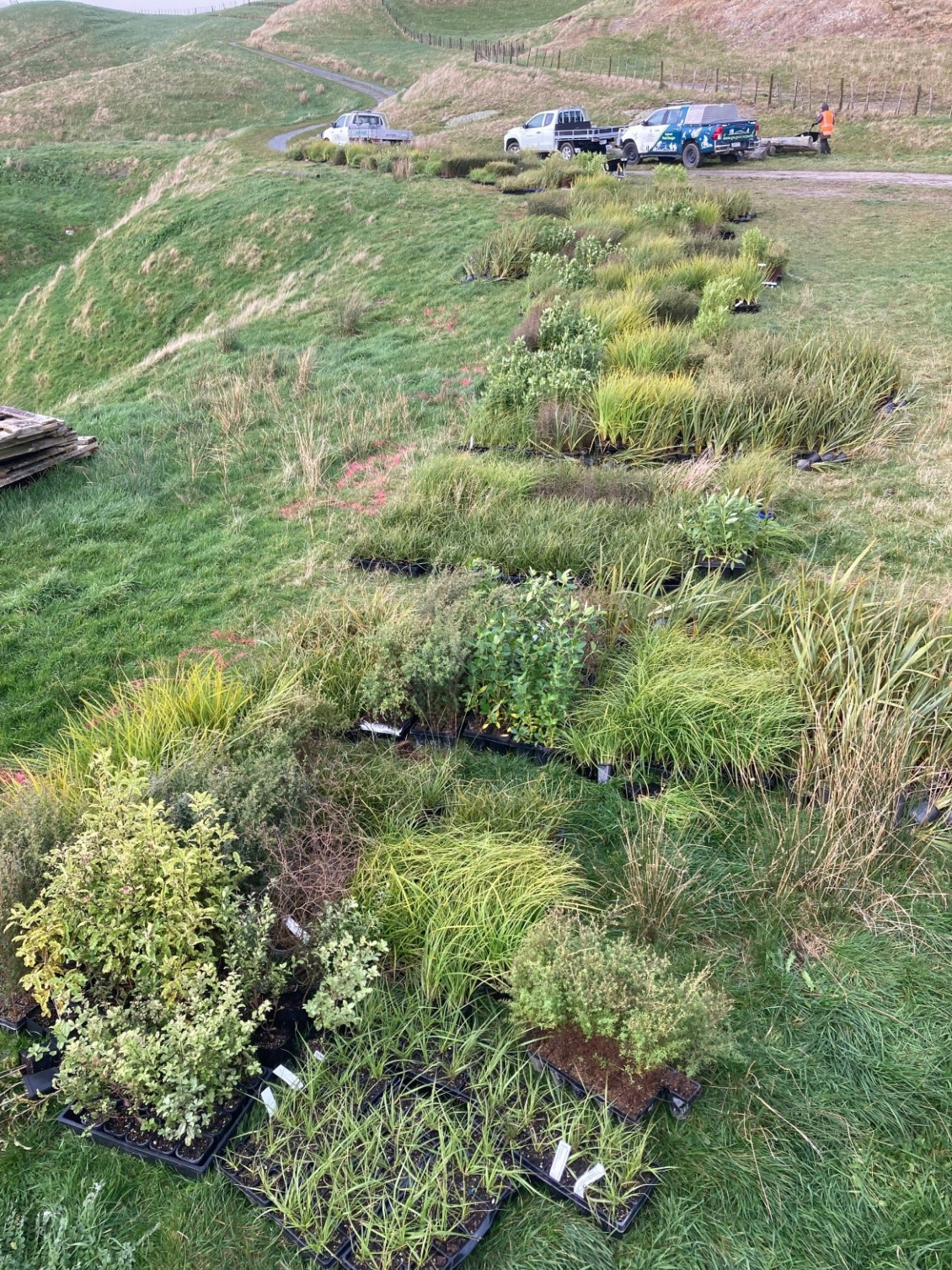 Plants at a planting day