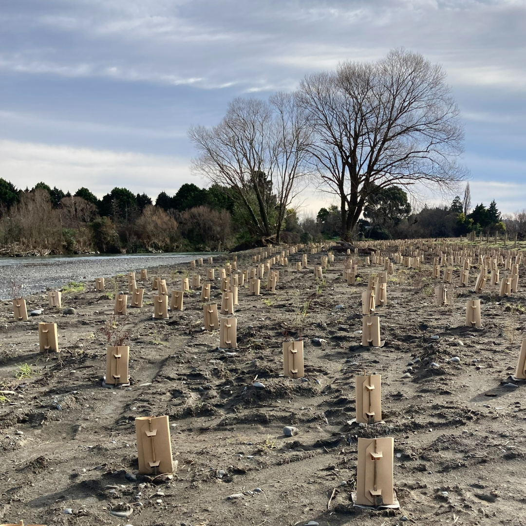 Planting in River Road, Masterton