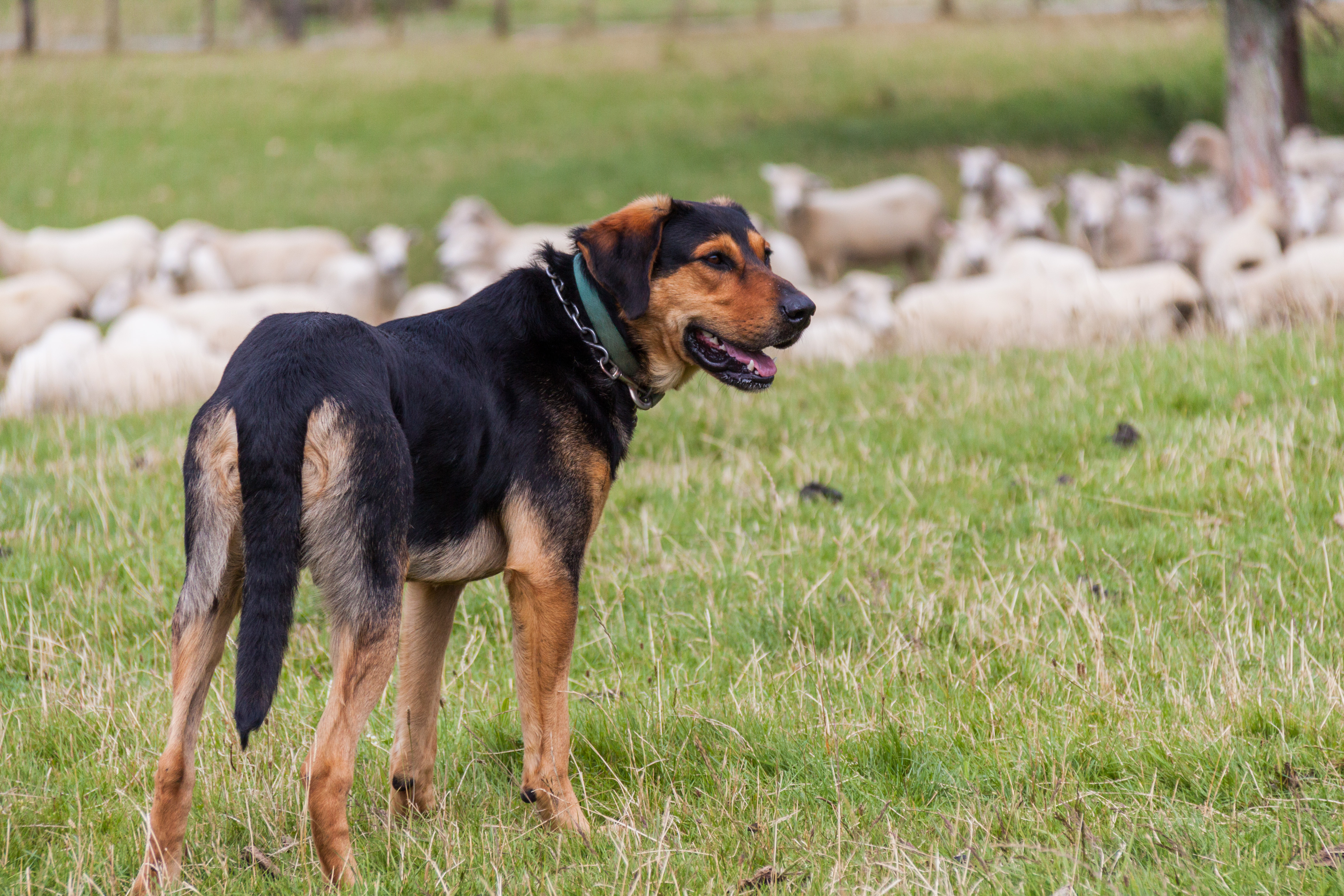 A sheep dog and a flock of sheep in a grassy field