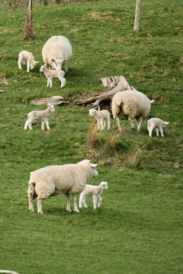 Ewes and lambs at Battle Hill Farm Forest Park
