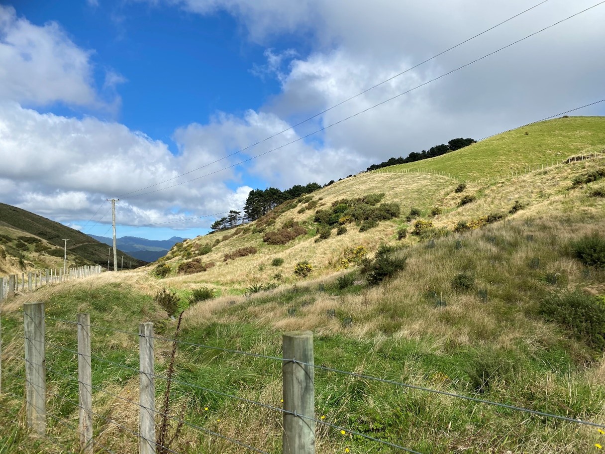 A view of a transitional landscape in Belmont Regional Park