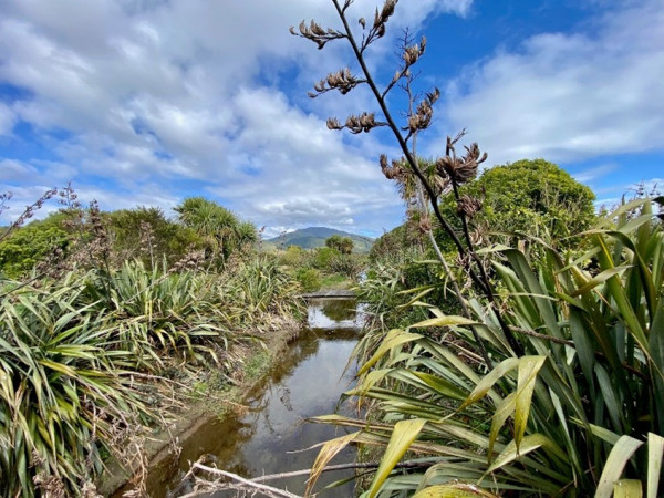 Large flax bushes lining the banks of Whareroa Stream