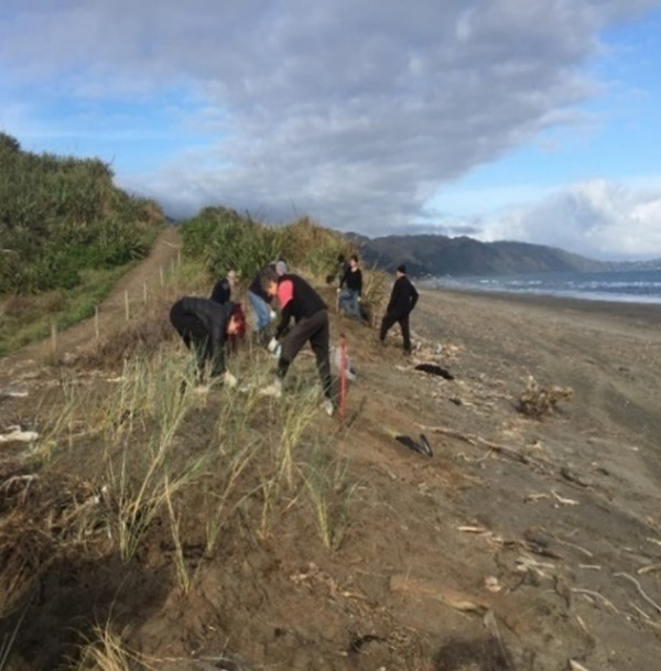 Volunteers planting in dunelands