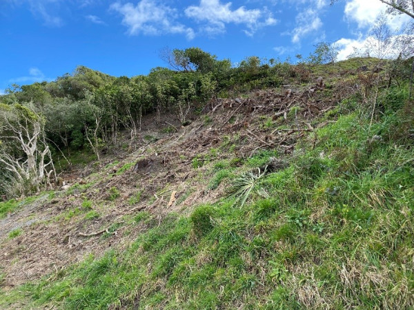 Area where pine trees have been removed in QEP