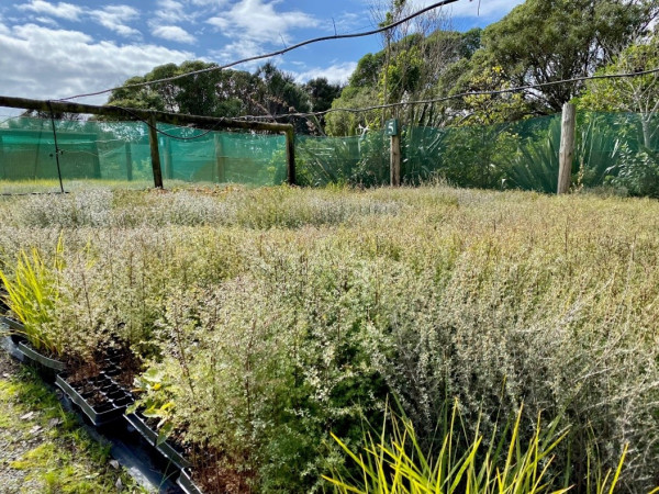 Seedlings in the nursery