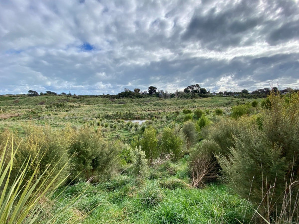 Wetland in Queen Elizabeth Park