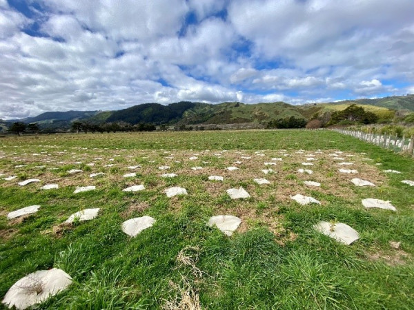 Young seedlings in the ground