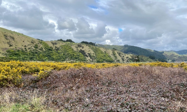 Gorse and blackberry at QEP