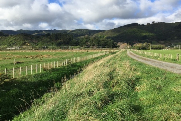 Picture of a stream in 2019 - the only plants visible are grasses and weeds