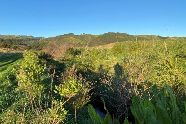 Picture of the same stream in 2023 - this time it's surrounded by native plants