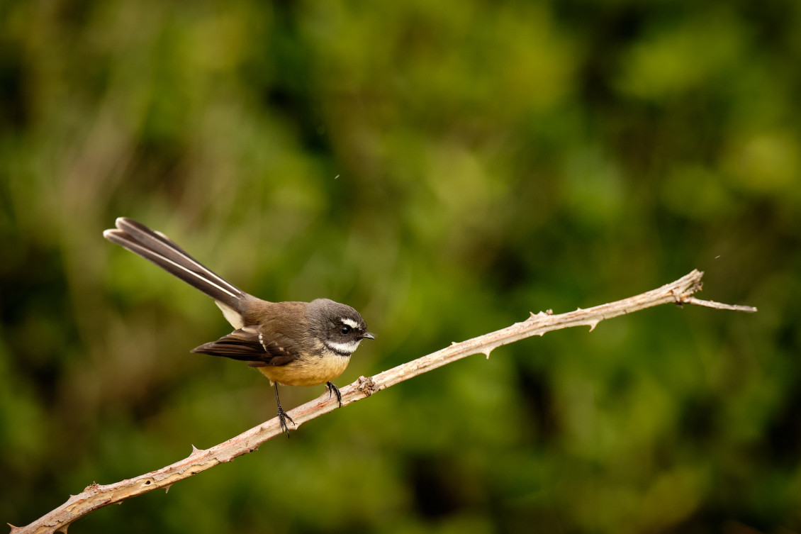 A piwakawaka perches on a branch