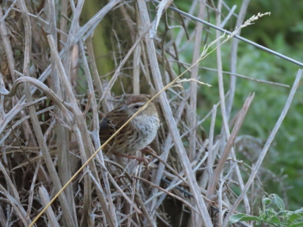 Fern bird / Mātātā in QEP