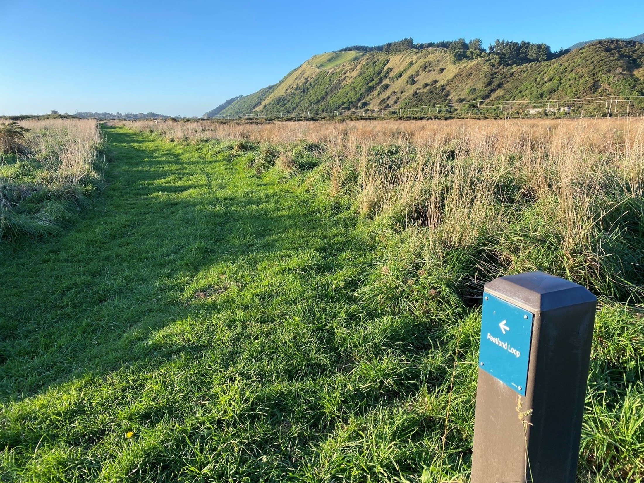 A view of the peatland loop, with a wayfinding sign in the foreground