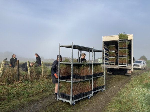 Volunteers unload seedlings from a truck