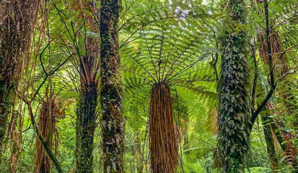 Wainuiomata Old Forest Walk