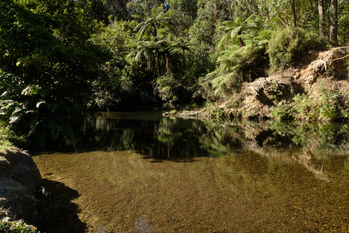 A view of the water from the Wainuiomata Park gums loop