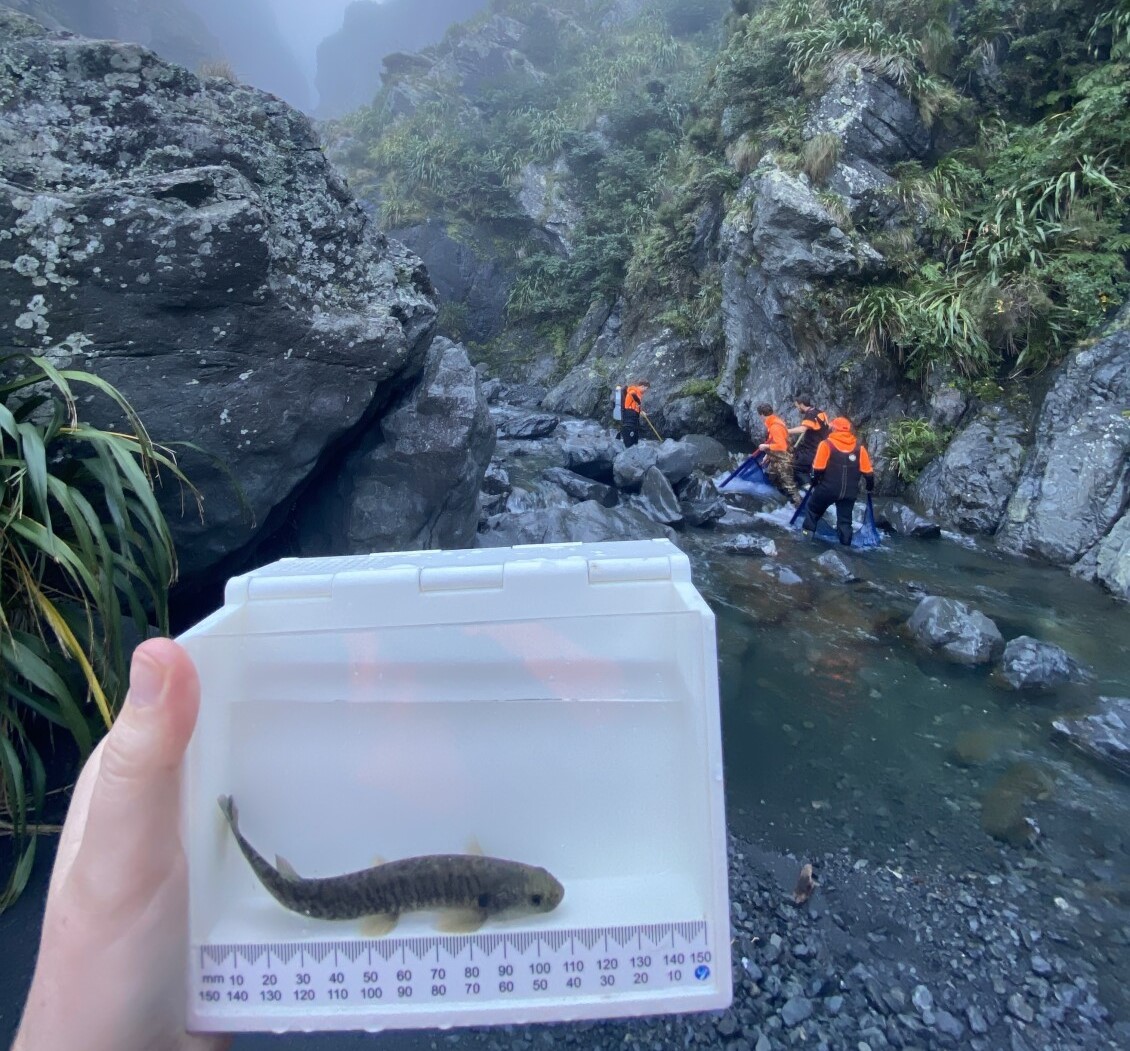 A small freshwater fish being measured in a container, and in the background field workers perform fish monitoring tasks