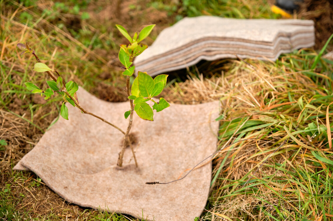 A sapling protected by a weed map