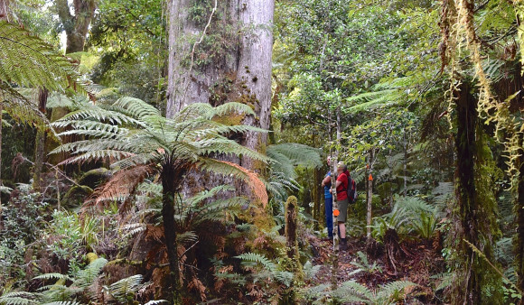old forest guided walk 3 sq 1