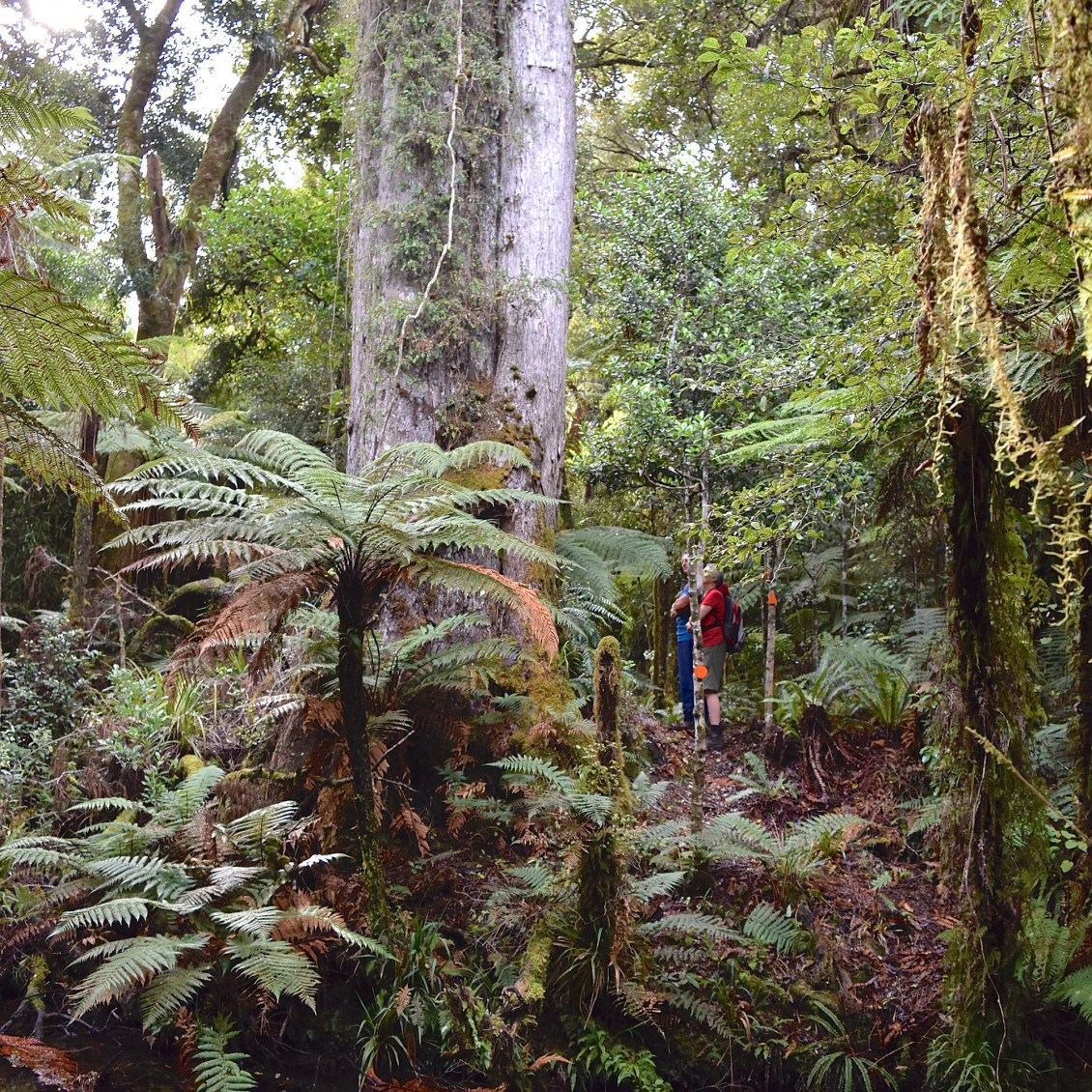 old forest guided walk 3 sq 1