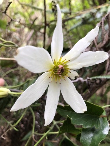 Native Clematis paniculata 