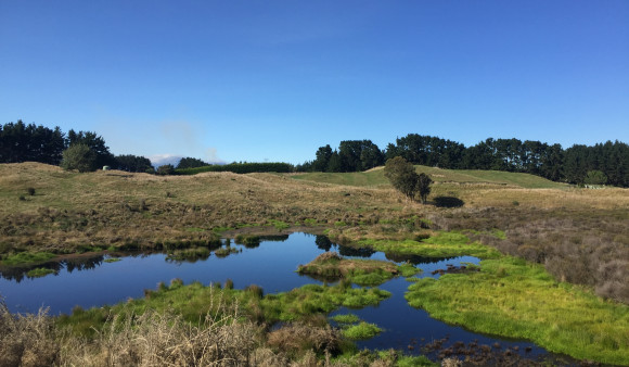 wetland image 2