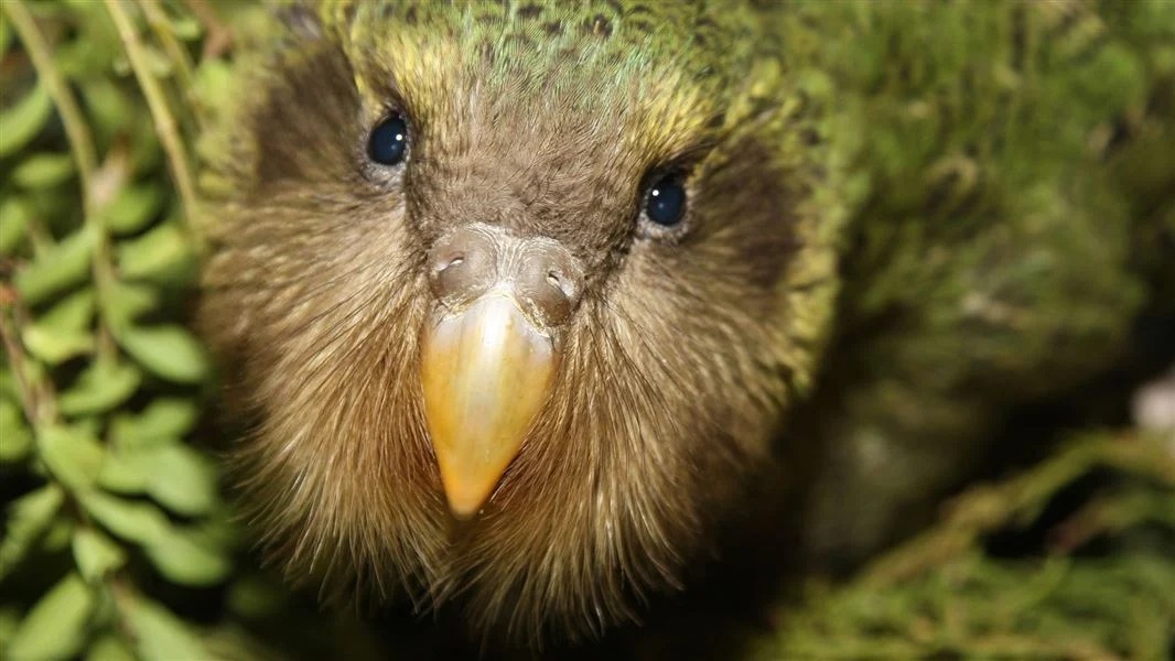 Kākāpō chick