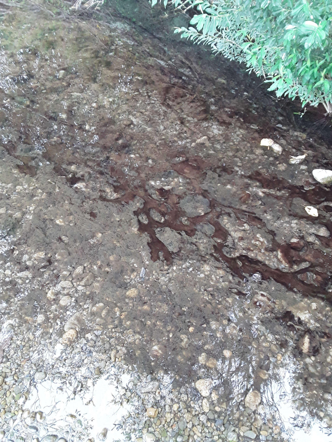 Toxic algae in the Otaki River at State Highway One