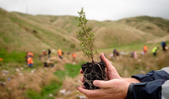 1 Belmont Porirua Planting Day 2023
