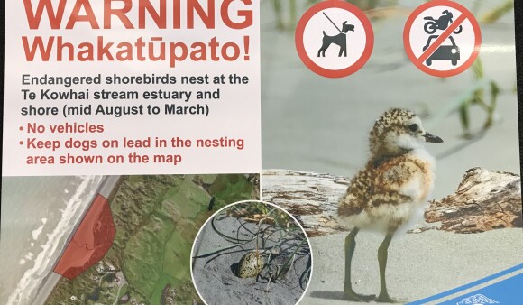 Dotterel nest safety a priority during breeding season 