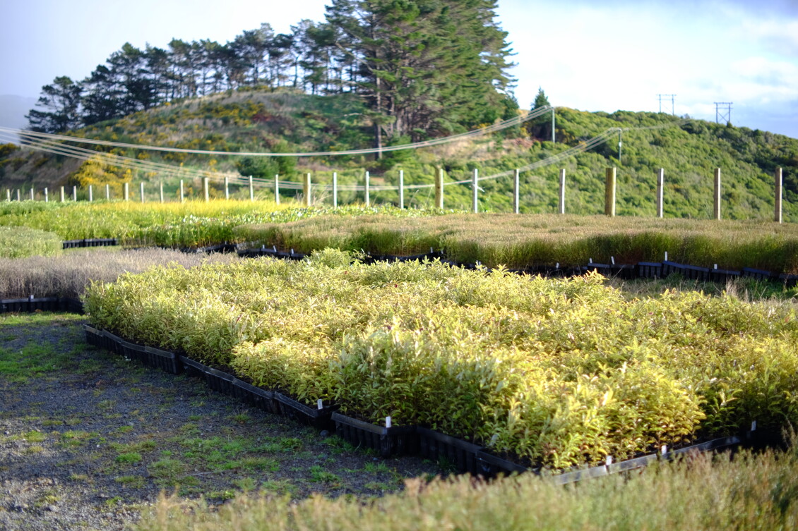 Plants from Corrections at Belmont Park