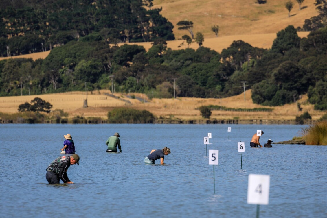 A handful of people up to their hips in water in Wairarapa Moana, performing the kākahi count