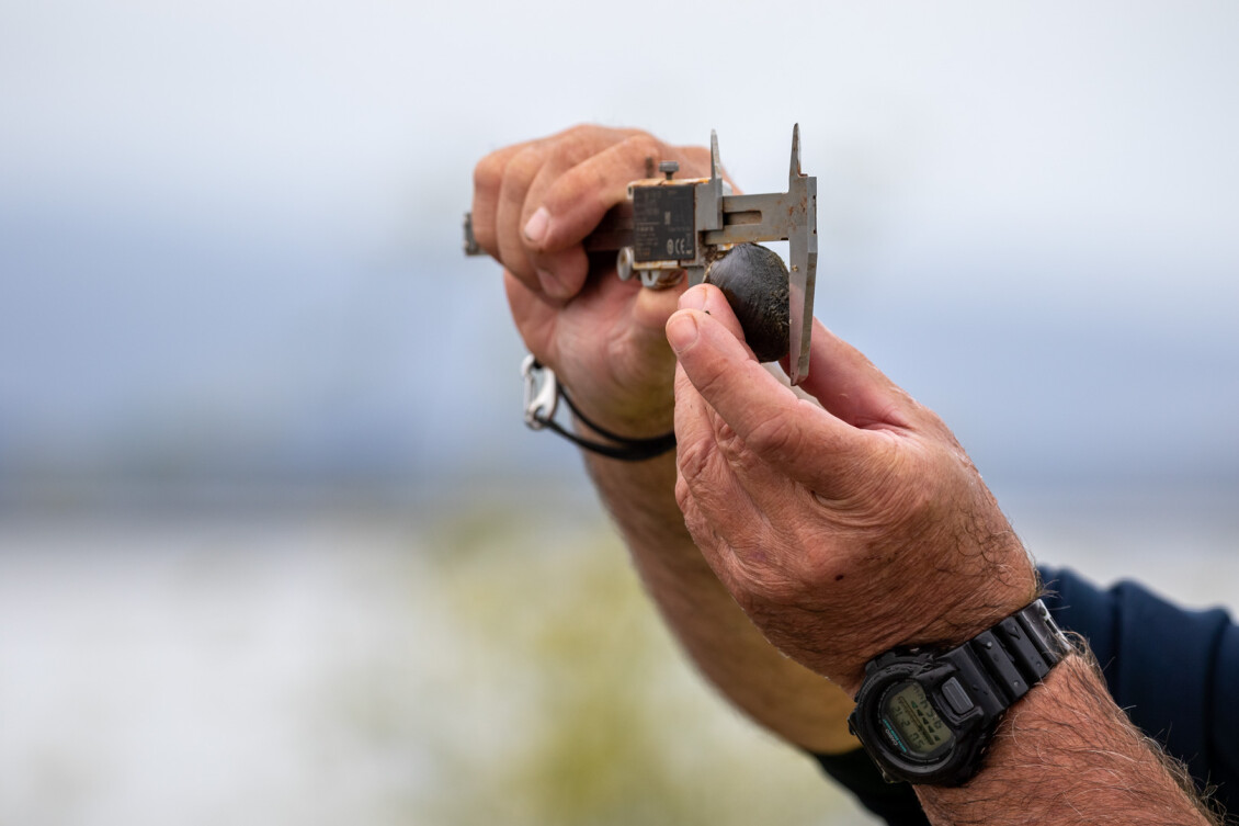 A close up of hands measuring a kākahi with calipers