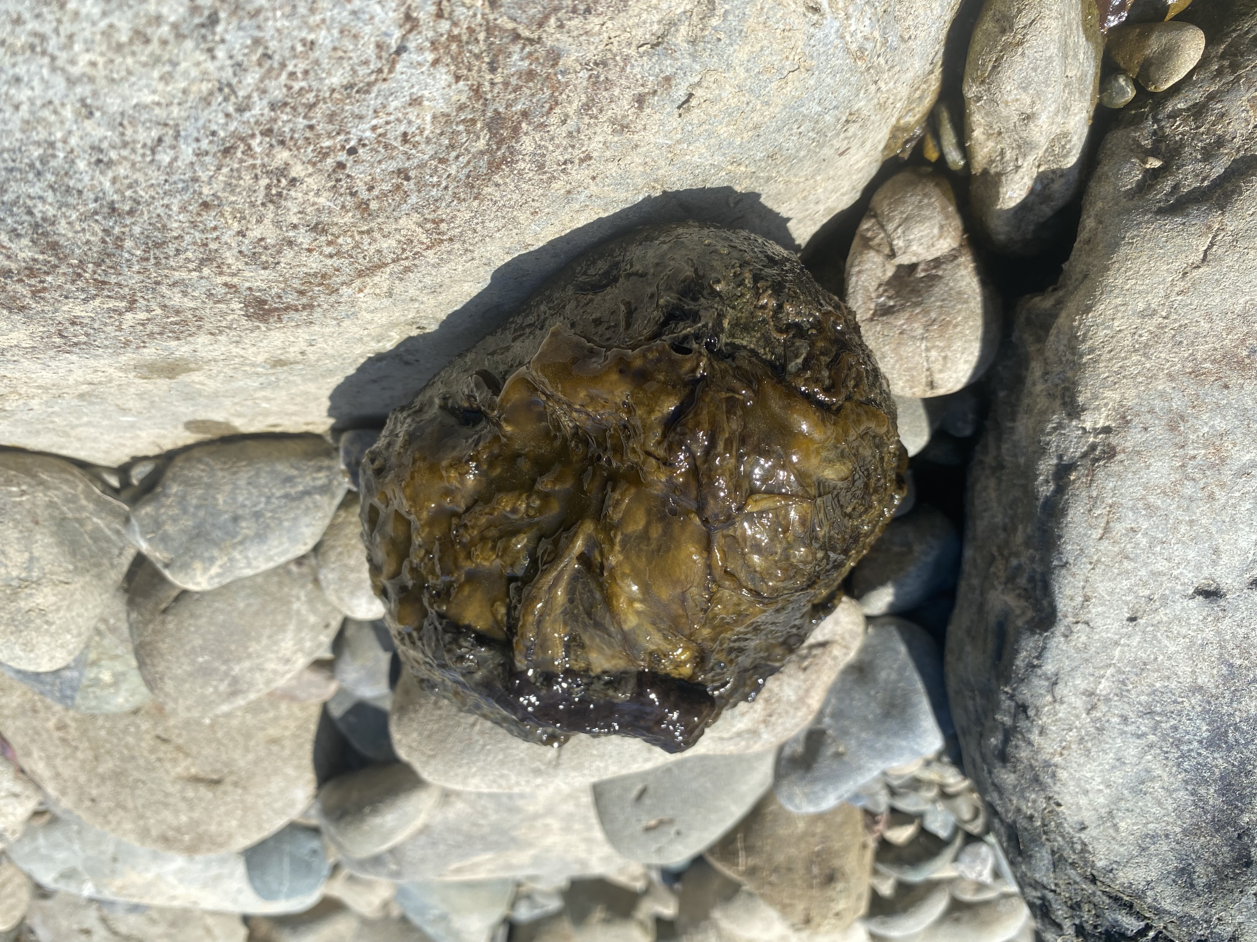 A mat of toxic algae on a rock