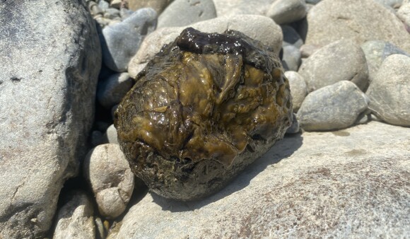 Toxic algae on rock