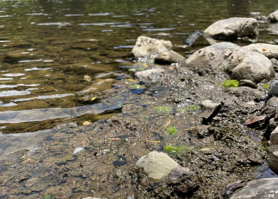 Detached mats in the water, floating green-brown clumps