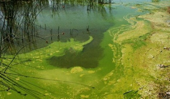 A bright green bloom of lake algae