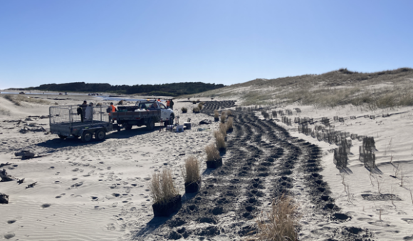 Volunteers and seedlings on the dunes at a Waitohu Stream planting day
