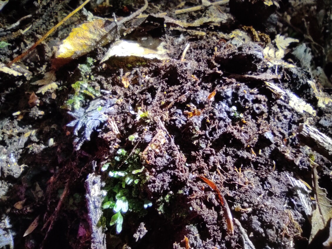 Te pua o te Reinga tuber