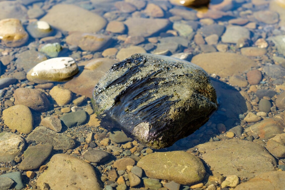 Toxic algae on a rock, dark green and wet