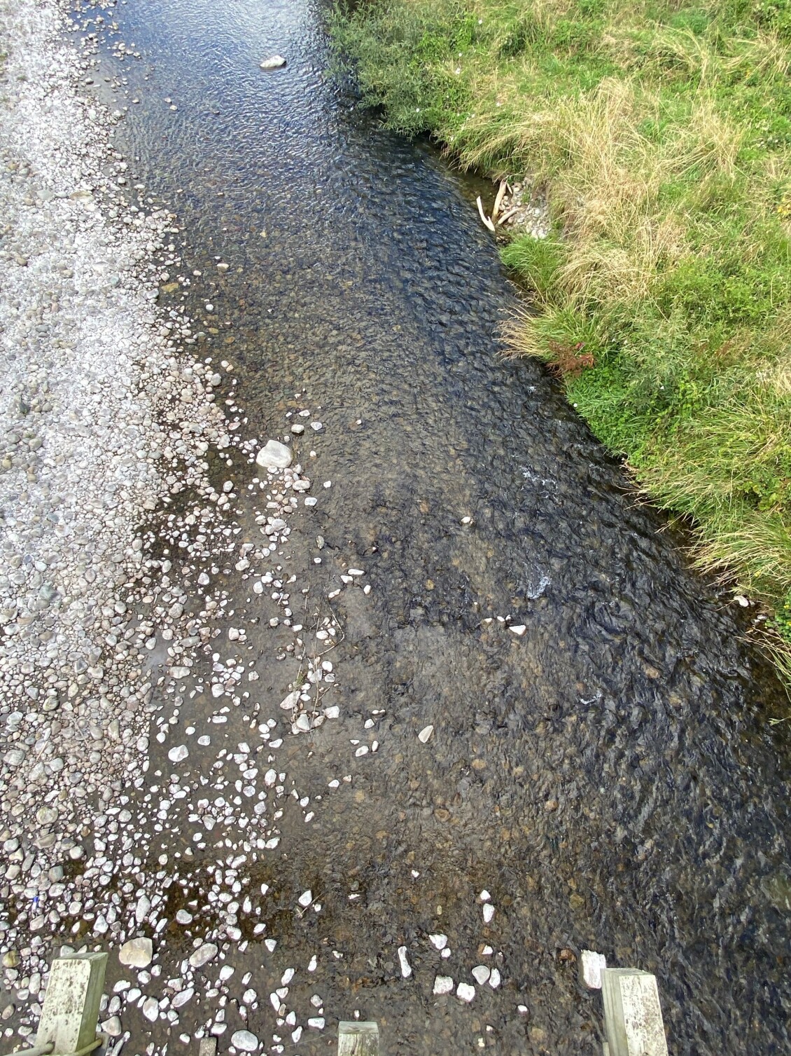 The Waipoua River with toxic algae in it