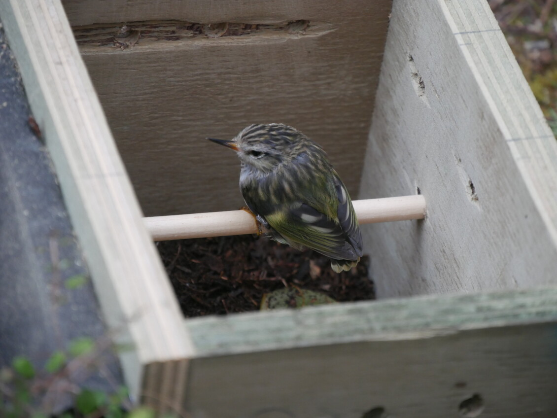 A titipounamu reluctant to fly out of its release box