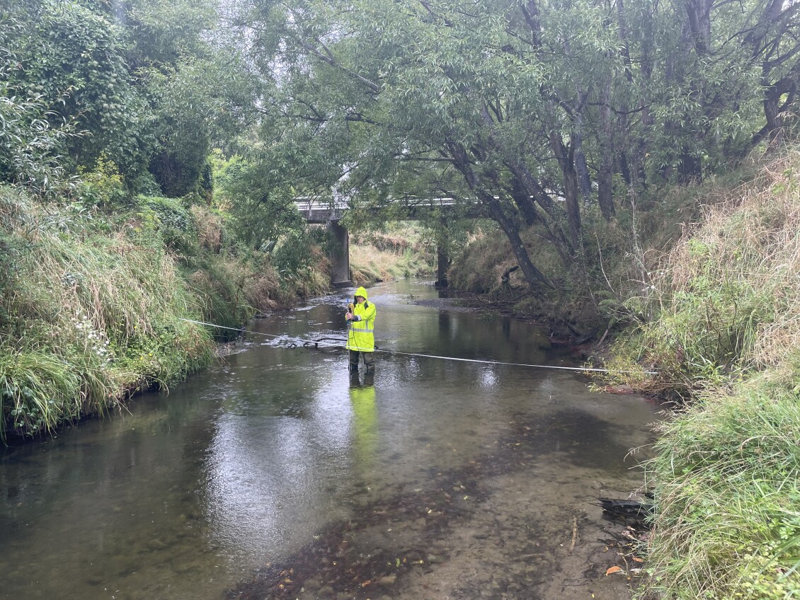 A Greater Wellington field worker in high visibility wet weather gear stands in a shallow stream beneath Palmers Bridge, measuring water levels, with trees lining both banks.