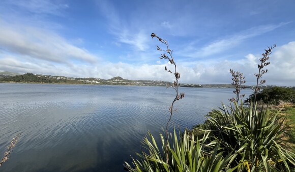 A view of Porirua Harbour on a sunny day, with flax flowers in the foreground