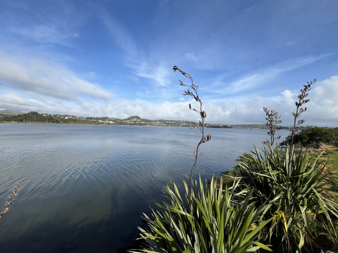 A view of Porirua Harbour on a sunny day, with flax flowers in the foreground