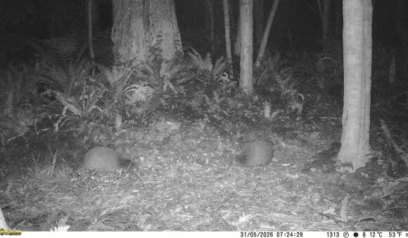 Picture of kiwi taken by Greater Wellington trail cameras in the Wainuiomata Water Collection Area