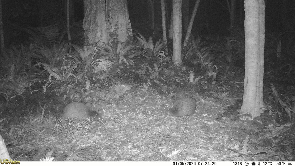 Picture of kiwi taken by Greater Wellington trail cameras in the Wainuiomata Water Collection Area